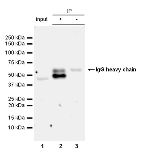 Anti-CEBP Alpha/CEBPA antibody [EPR27924-90](AB317442)