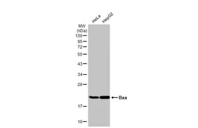 Anti-Bax antibody(AB263897)
