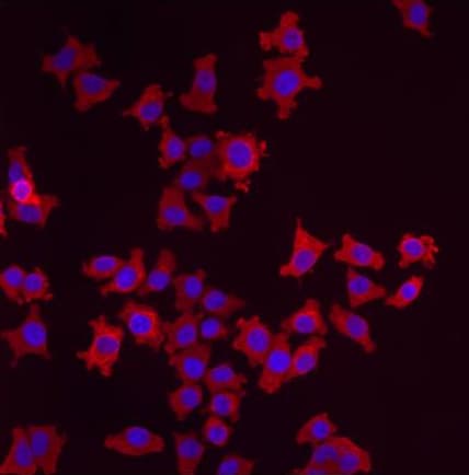 Anti-LMAN1 antibody(AB32583)