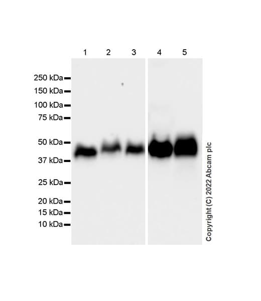 Anti-HLA-C antibody [EPR26121-73](AB307361)