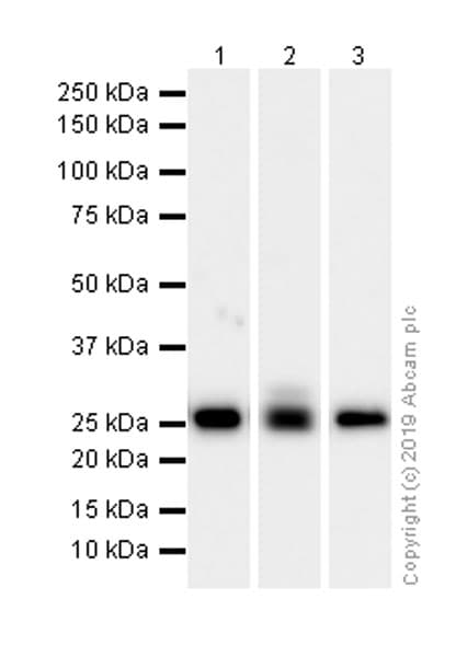Anti-Kappa light chain antibody [EPR5367-8] - BSA and Azide free(AB232152)