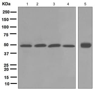 Anti-BMP4 antibody [EPR6211](AB124715)