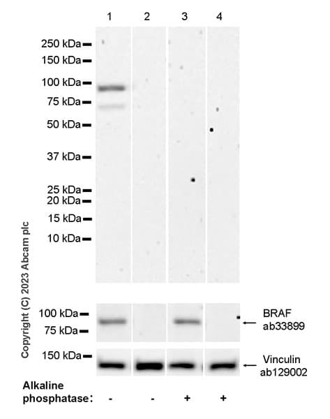 Braf Antibody Ep152y Ab33899  Western Blot Img418990