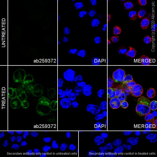 Ccl3 Mip 1 Alpha Ccl3l1 Antibody Epr23751 54 Ab259372  Immunocytochemistry Immunofluorescence Img88008