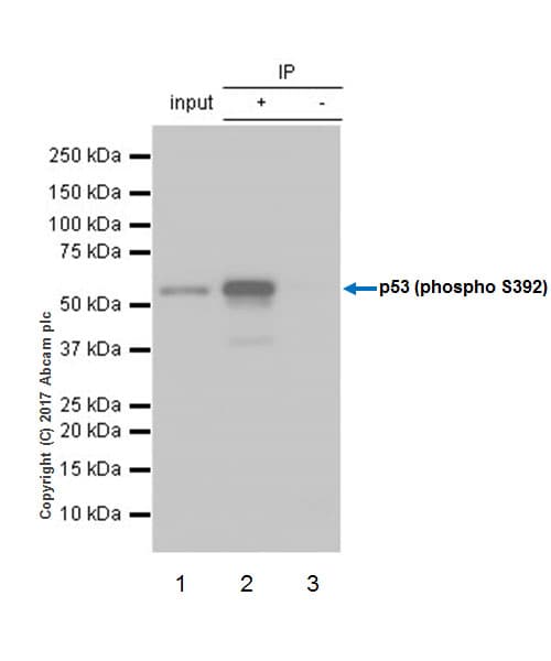 Anti-p53 (phospho S392) antibody [EP155Y] - BSA and Azide free(ab239211)