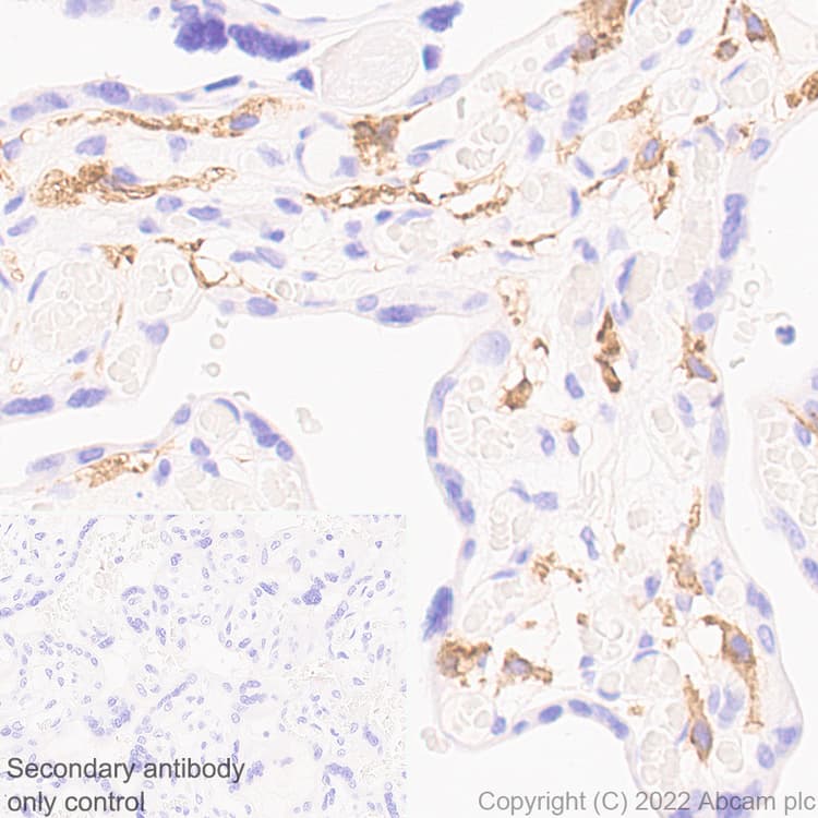 Anti-FOLR2 antibody [EPR25731-70] (BSA and Azide free)(AB302533)