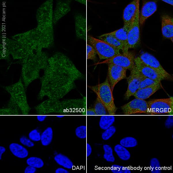 Anti-STAT3 antibody [E121-21] - BSA and Azide free(AB171361)