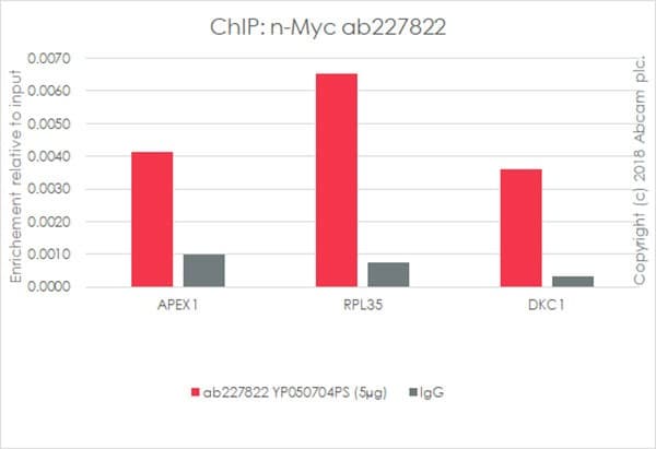 Anti-n-Myc/MYCN antibody [EPR18982-8R-3] - BSA and Azide free(AB236459)