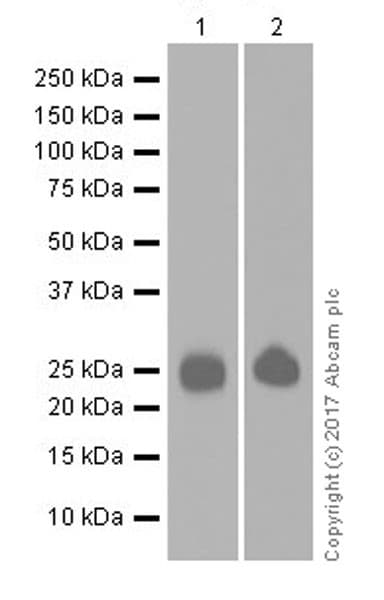 Cd3d Antibody Epr20544 Bsa And Azide Free Ab229280  Western Blot Img62026