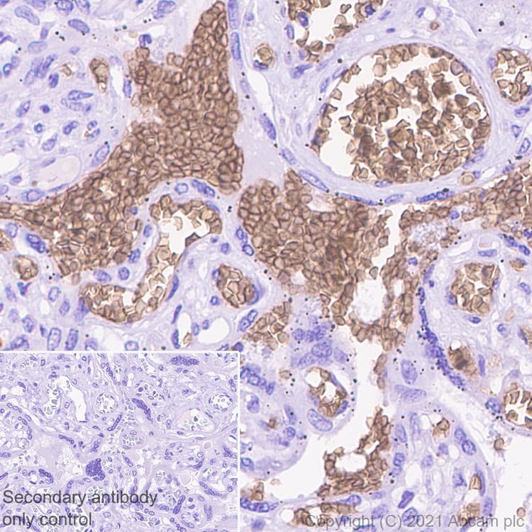 Glycophorin C Gpc Antibody Epr4116 Bsa And Azide Free Ab247712  Immunohistochemistry Formalin Pfa Fixed Paraffin Embedded Sections Img171611