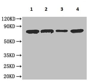 Carboxylesterase 1c Antibody Ab193485  Western Blot Img6438