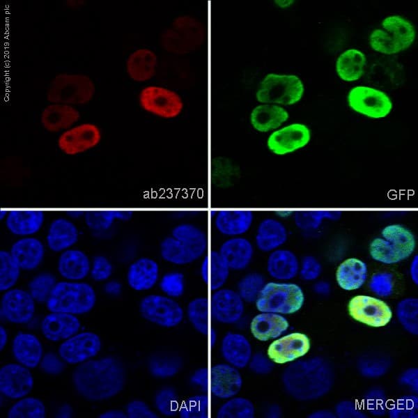 Anti-Histone H3 (citrulline R8) antibody [EPR20358-13] - BSA and Azide free(AB232939)