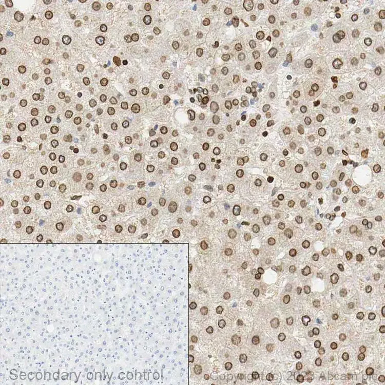 Immunocytochemistry Formalinpfa Fixed Paraffin Embedded Sections Anti Lamin B1 Antibody Nuclear Envelope Marker  Bw3y3dLiVQ