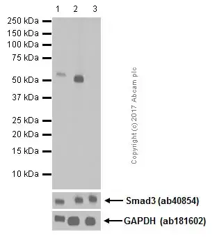 Anti-SMAD3 (pS423/425) + SMAD5 (pS463/465 ) + SMAD1 (pS463/465) + SMAD2 (pS465/467) antibody [EP823Y](AB52903)