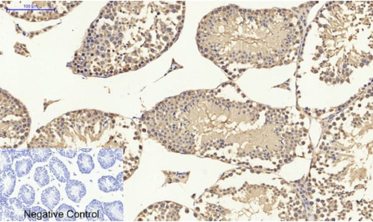 Anti-p53 antibody(AB131442)