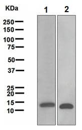 Galectin 1 Antibody Epr3205 Bsa And Azide Free Ab271876  Western Blot Img86826