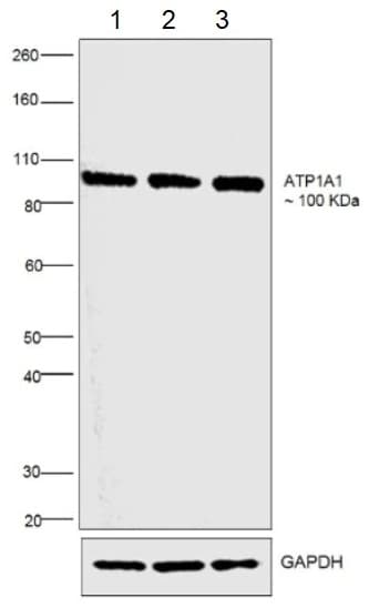 Anti-alpha 1 Sodium Potassium ATPase antibody [M8-P1-A3](AB2872)