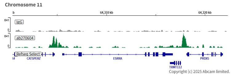 Anti-TFEB antibody [EPR22940-151](AB270604)