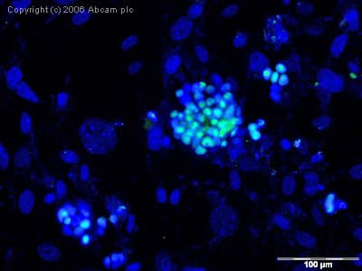 Anti-Oct4 antibody(AB19857)