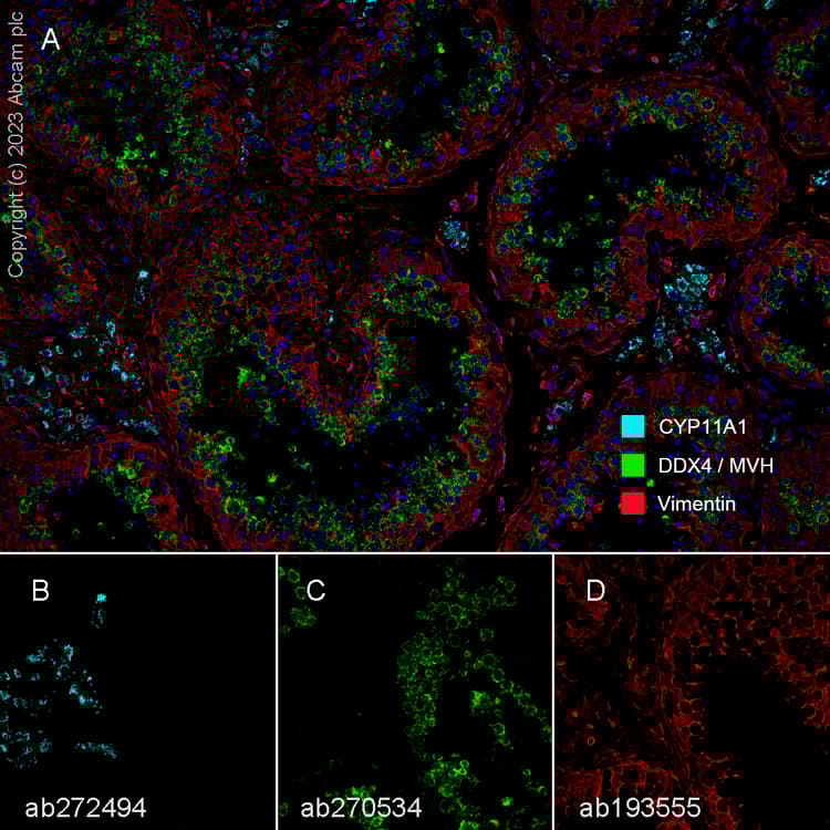 Anti-DDX4 / MVH antibody [EPR24148-58] - BSA and Azide free(AB277638)