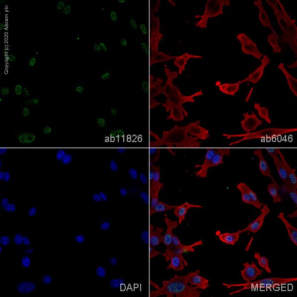 Anti-SC35 antibody [SC-35] - Nuclear Speckle Marker(AB11826)