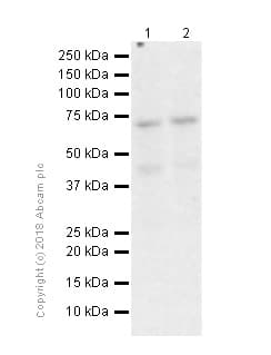 Anti-Ku80 antibody [EPR3468](AB80592)