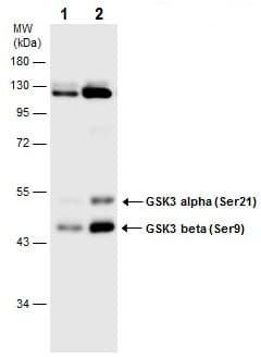Anti-GSK3 beta (phospho S9) + GSK3 alpha (phospho S21) antibody(AB226877)