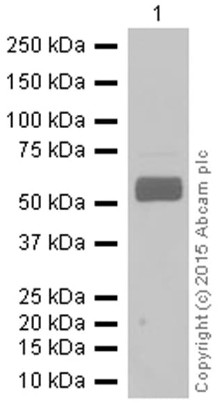 Anti-Monoamine Oxidase B/MAOB antibody [EPR7102] - BSA and Azide free(AB248436)