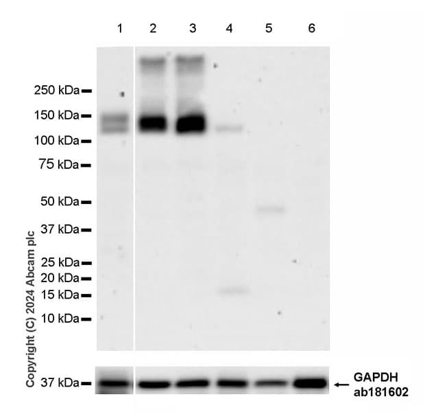 Anti-TRPA1/TSA antibody [EPR26211-139] - BSA and Azide free(AB320716)