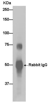 Anti-SOX9 antibody [EPR12755](AB182579)