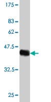 Anti-HN1 antibody [2C8](ab57274)