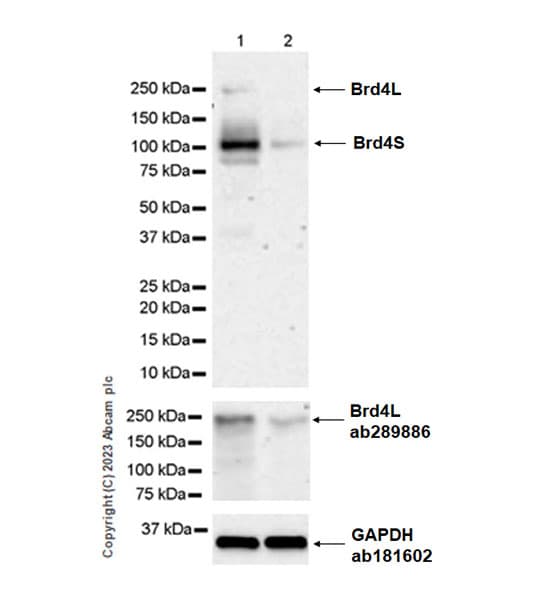 Anti-pan Brd4 antibody [EPR25424-71](AB314432)