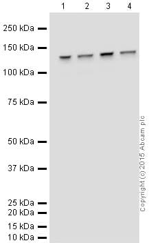 HeLa whole cell lysate(AB150035)