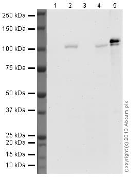 HeLa nuclear extract lysate(AB150036)