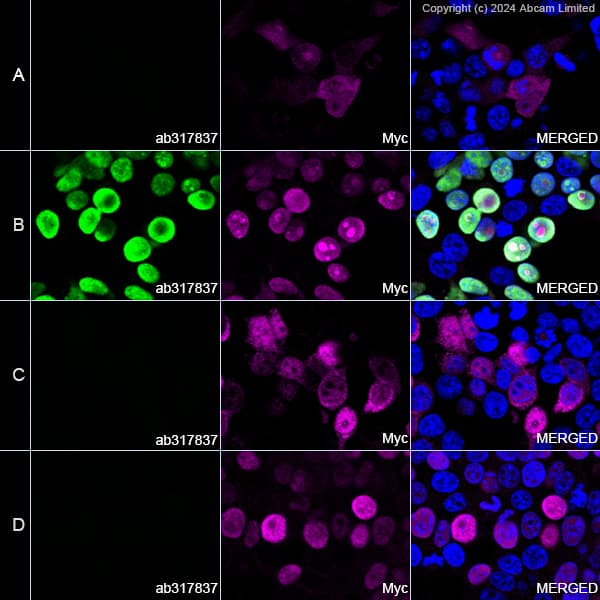 Anti-Myc tag antibody(AB9106)