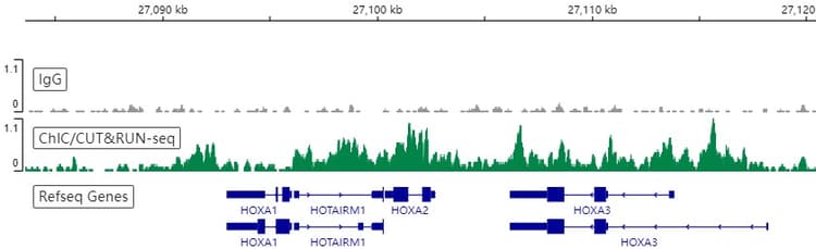 Anti-Bmi1 antibody [EPR22604-160] - ChIP Grade(ab254253)