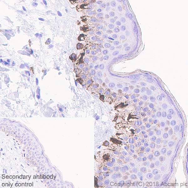 Anti-TRP1 antibody [EPR21956](AB235446)