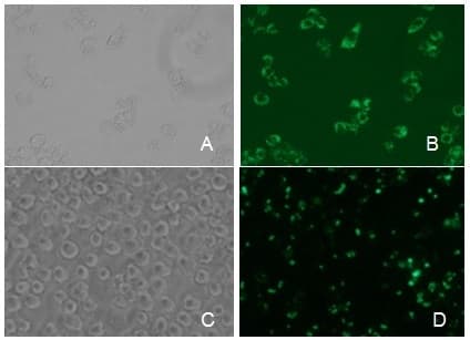 Phagocytosis Assay Kit (Green E.coli)(AB235900)