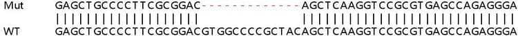Human Siva1 Siva Knockout Hek 293t Cell Line Ab266675  Sanger Sequencing Img412007