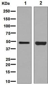 Anti-HMGCS2 antibody [EPR8642](AB137043)