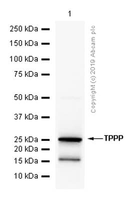 Tppp Antibody Epr3315 Ab119987  Western Blot Img91158
