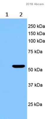 Anti-MLKL (phospho S358) antibody [EPR9514](AB187091)