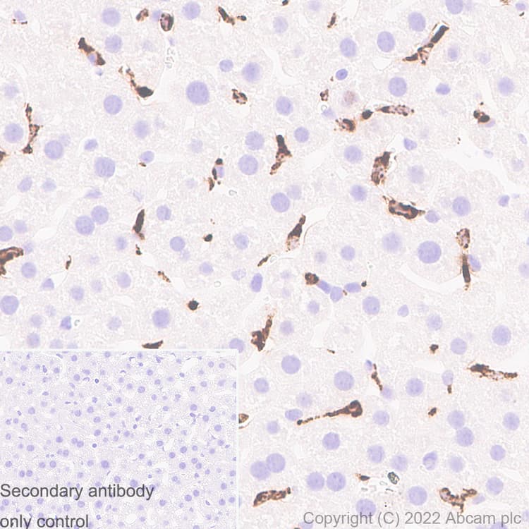 Anti-CD68 antibody [RM1031] - BSA and Azide free(ab303566)