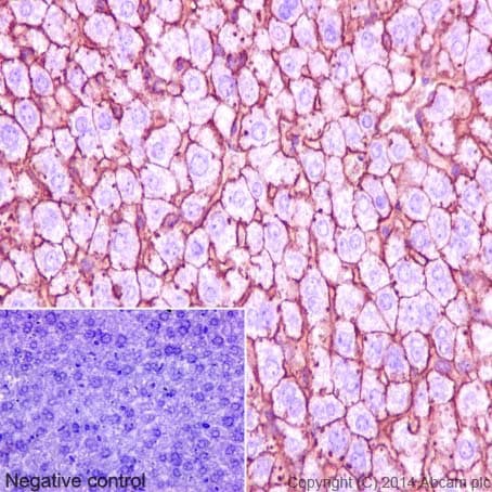Plasma Membrane Marker (Na/K ATPase, pan Cadherin, PMCA1) Antibody Sampler Panel - Human, Mouse(AB254025)
