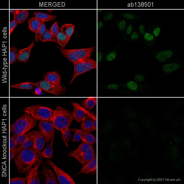 Anti-Alpha-synuclein antibody [MJFR1](AB138501)