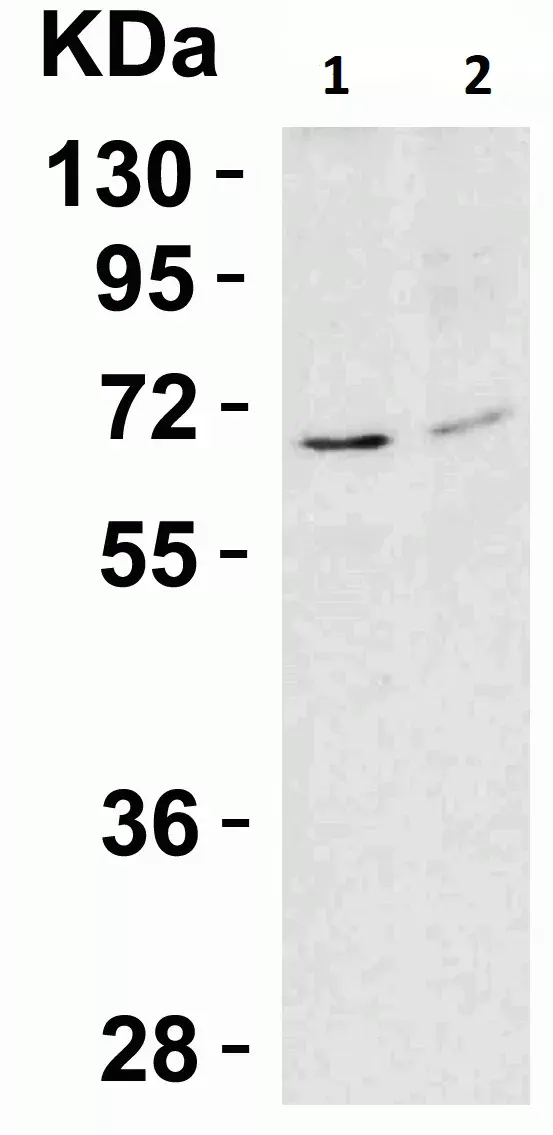 Anti-AIF antibody - Mitochondrial Marker(AB1998)