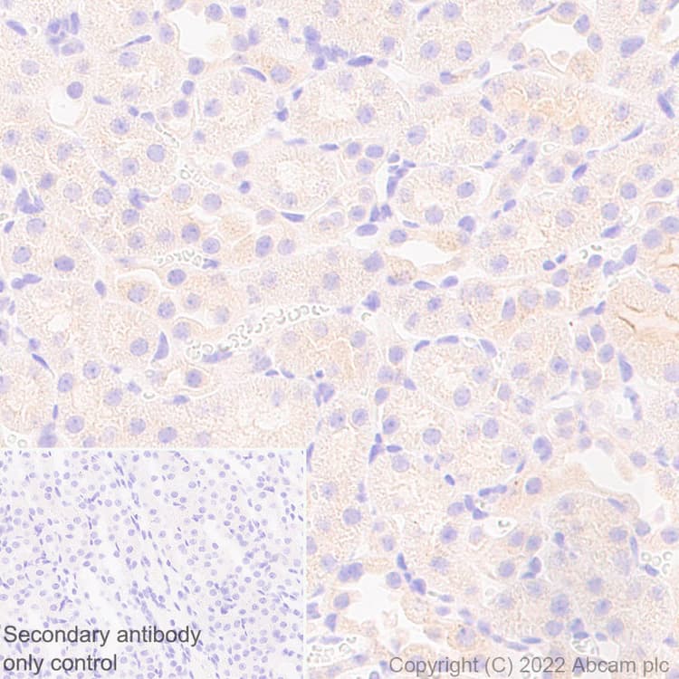 Anti-SMCR8 antibody [EPR26215-5] - BSA and Azide free(AB303549)