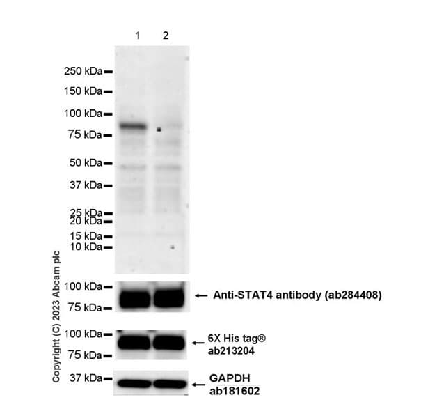 Anti-STAT4 antibody [EPR25128-48](AB284408)