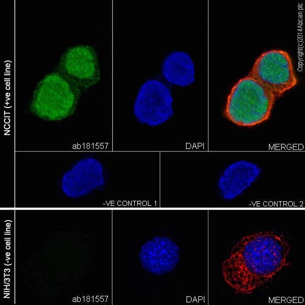 Anti-Oct4 antibody [EPR17929] - ChIP Grade - BSA and Azide free(AB271937)