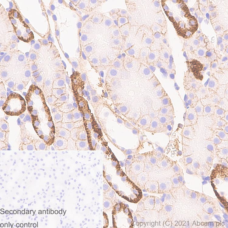 Anti-Sodium Potassium ATPase antibody [EP1845Y] - Rat IgG2a (Chimeric)(AB283345)